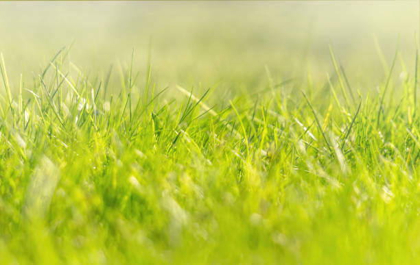 istock Green foliage and sun glare. Blurred background with bokeh pattern 1313256855