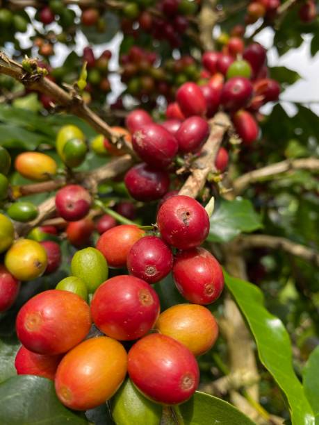 istock Arabica coffee Kerinci 1313256863