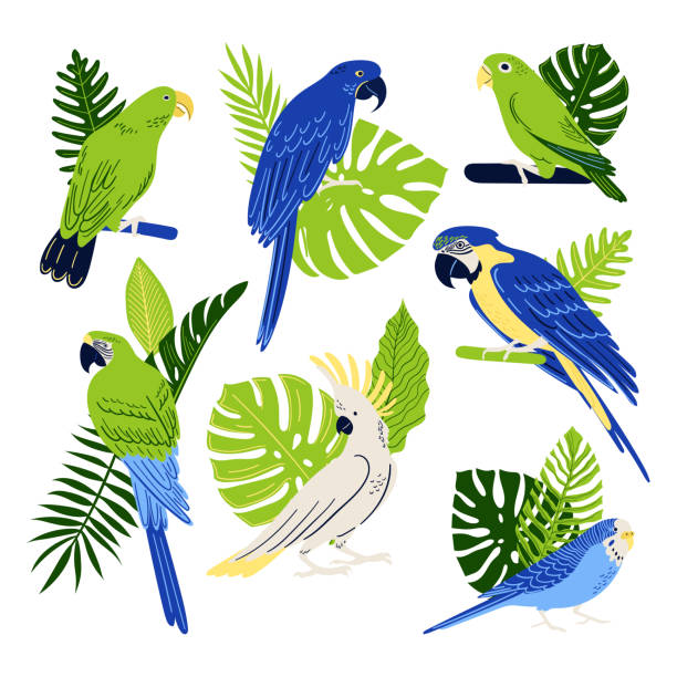 Tropical parrots set. Collection of birds: Macaw, Cockatoo, Budgerigar,  etc. Vector exotic leaves, monster and fern. Cartoon illustration Tropical parrots set. Collection of birds: Macaw, Cockatoo, Budgerigar,  etc. Vector exotic leaves, monster and fern. Cartoon illustration paradisaeidae stock illustrations
