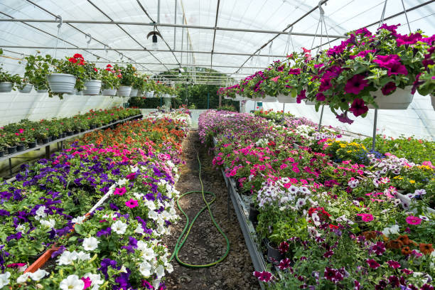 istock Many colored flowers during seasonal blossoming 1313257174