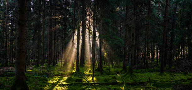 raios de luz solar destacando o panorama verde da floresta musgo - glade light dappled tree - fotografias e filmes do acervo