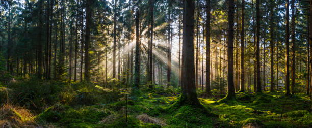 istock Daybreak woods rays of sunlight illuminating idyllic green forest panorama 1313258066