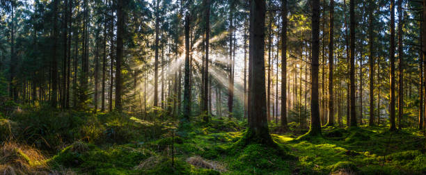 raios de raios de sol iluminando o panorama idílico da floresta verde - glade light dappled tree - fotografias e filmes do acervo