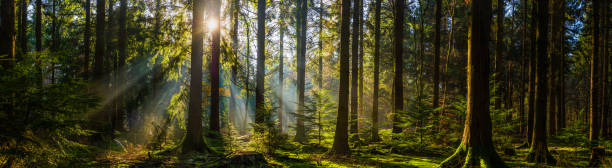 istock Warm sunlight illuminating idyllic forest woodland clearing panorama 1313258091