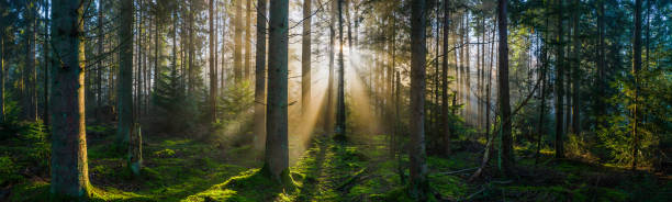 istock Golden rays of sunrise sunlight filtering through green forest panorama 1313258113
