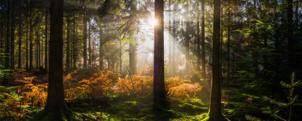 feixes de luz solar iluminando um panorama idílico de desmatamento florestal - glade light dappled tree - fotografias e filmes do acervo