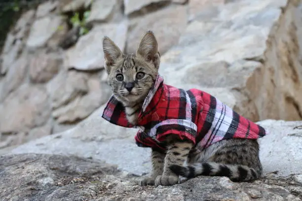 F1 Savannah cat with beautiful markings wearing pet clothing.