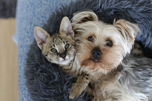 Dog and cat with together in bed.