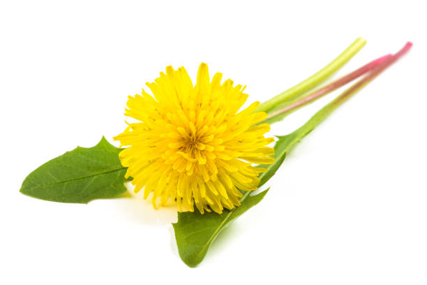 Dandelion leaves  with flower isolated on white background