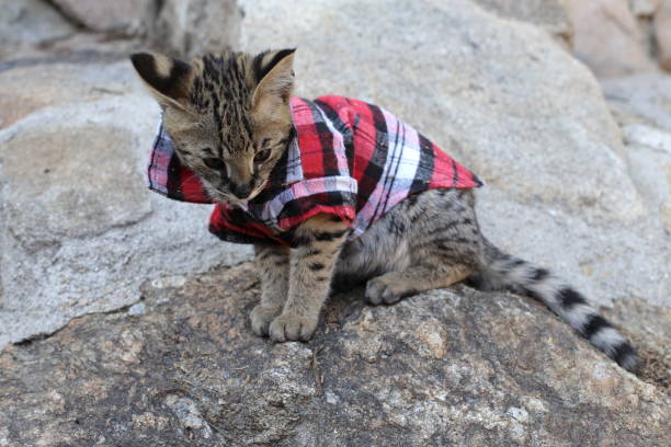 istock Serval kitten wearing plaid shirt 1313259407