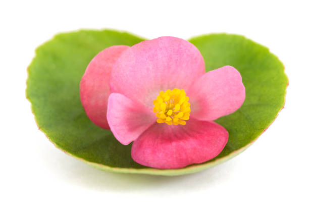 Pink begonia flower isolated on white background