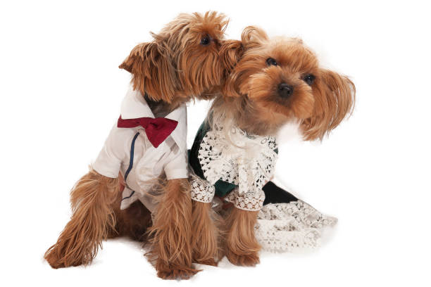 Couple of loving little yorkshire terriers in costumes stock photo