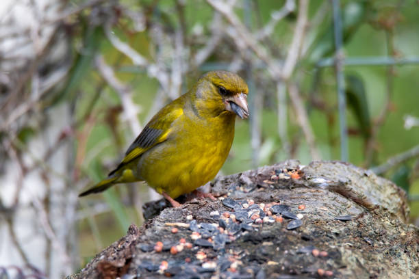 istock greenfinch bird placed on wood 1313259541