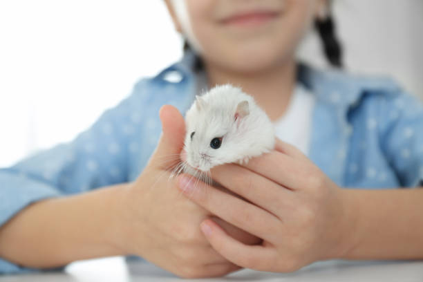 istock Little girl with cute hamster at table indoors, closeup 1313260077
