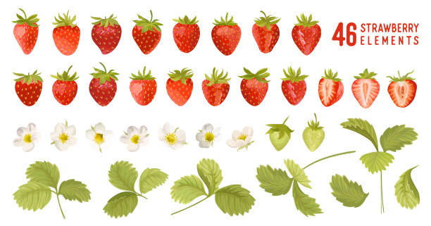Strawberry vector illustration set. Watercolor cute berry, flowers, leaves isolated. Summer garden design elements for invitation, greetings, textile, backdrop, wallpaper Strawberry vector illustration set. Watercolor cute berry, flowers, leaves isolated. Summer garden design elements for invitation, greetings, textile, backdrop, wallpaper strawberry stock illustrations
