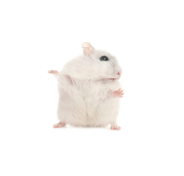 istock Cute funny pearl hamster on white background 1313261296
