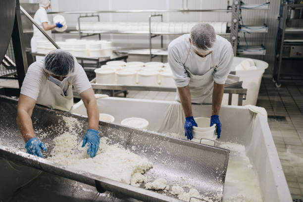 Cheese and dairy products factory Manual workers in cheese and milk dairy production factory. Traditional European handmade healthy food manufacturing. dairy producer stock pictures, royalty-free photos & images