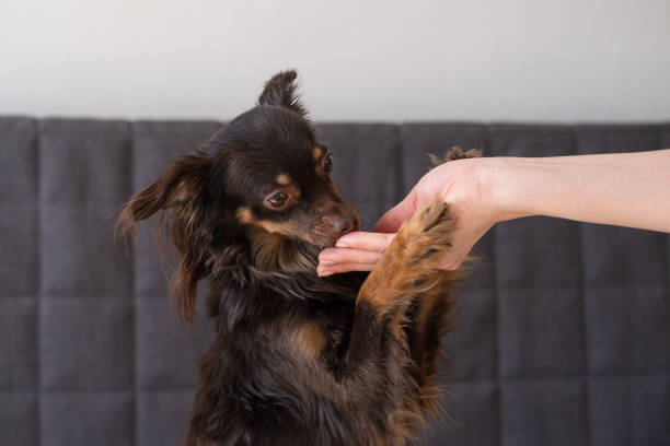 istock womans hand feeding funny brown russian toy terrier on couch 1313261743