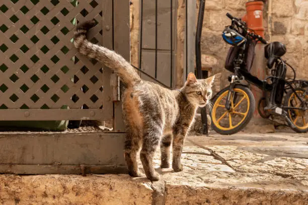 An adult gray cat stands on the street in the Muslim quarter in the Old Town of Jerusalem in Israel
