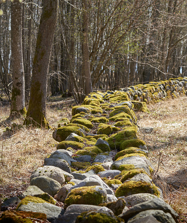 Moss covered stone dyke in Borre National Park