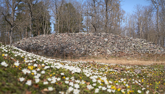 Borre mound cemetery at springtime with lots of spring flowers, Borre National Park