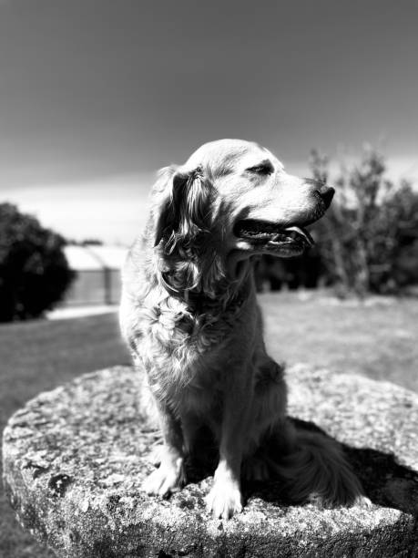 istock Dog in its garden 1313265138