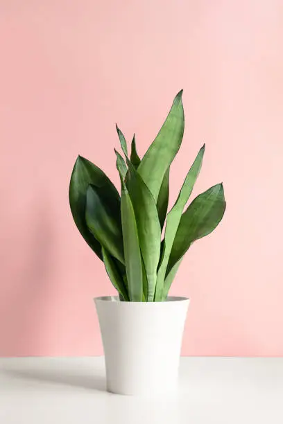 A modern-style Sansevieria plant is placed on a white table against a pink wall. Home plant Sansevieria trifasciata.