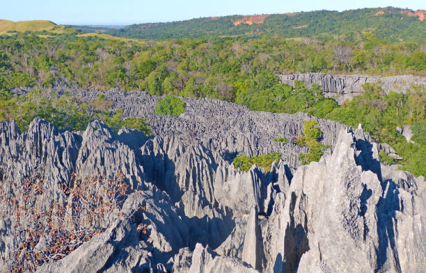 madagascar incredible stone forest unique rock formations landscape of tsingy de bemaraha nature strict reserve in madagascar. dramatic forest of limestone needles in tropical rainforest. - the natural world plant attribute natural phenomenon mineral imagens e fotografias de stock