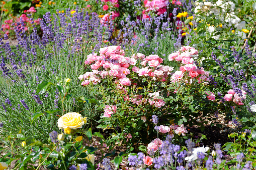 Colorful flower bed in bloom