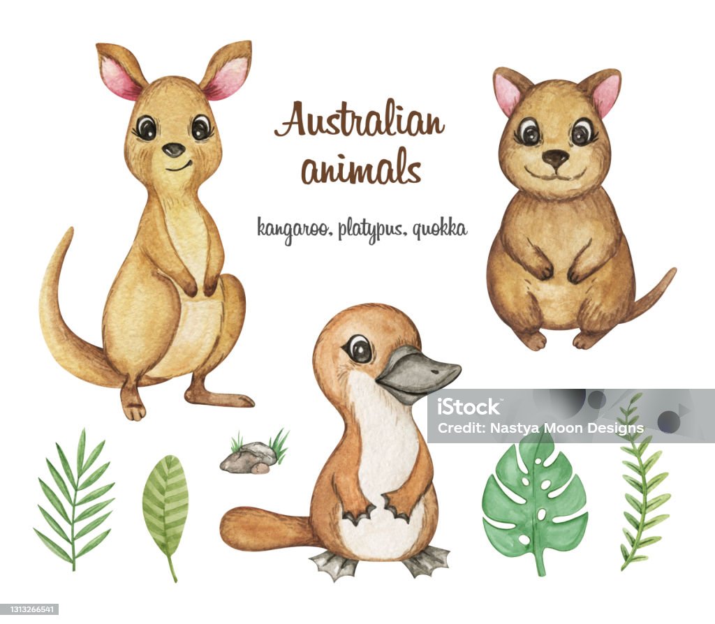 Australian Animals Clipart Watercolor Kangaroo Quokka Platypus Illustration  Hand Drawn Cute Animals With Tropical Plants Stock Illustration - Download  Image Now - iStock