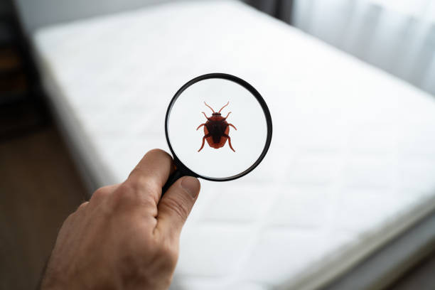 istock Parasite Infested Dirty Linen In Bedroom 1313266738