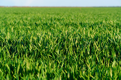 a horizontal perspective view of a bright green farm crop in natural sunlight sunny day