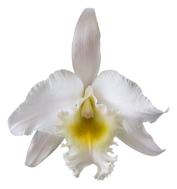 istock Beautiful white cattleya orchid isolated on white 1313266994