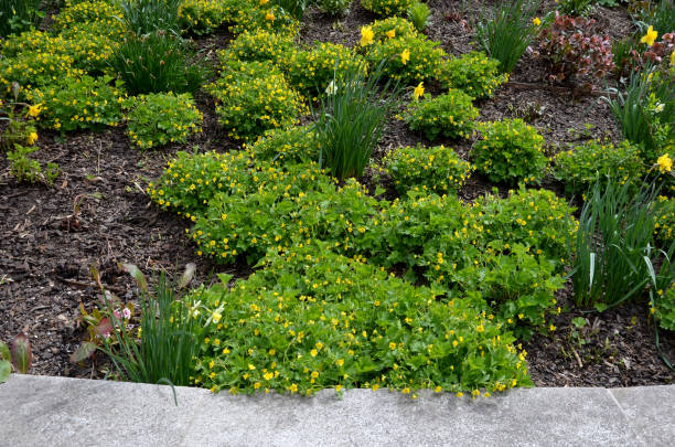 高い花壇の斜面の道に、早春の多年草の公園の擁壁のベンチ - retaining wall flower bed ornamental garden landscaped ストックフォトと画像