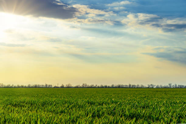 istock agricultural field with young sprouts and a blue sky with clouds - a beautiful spring landscape 1313267901