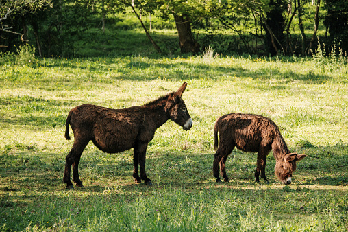 Two donkeys on a green grass field