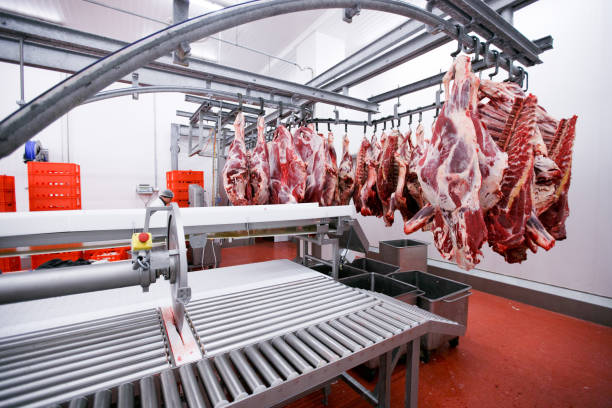 A lot of chopped raw meat hanging and arrange in a row ready for processing process in a meat factory. Horizontal view. stock photo