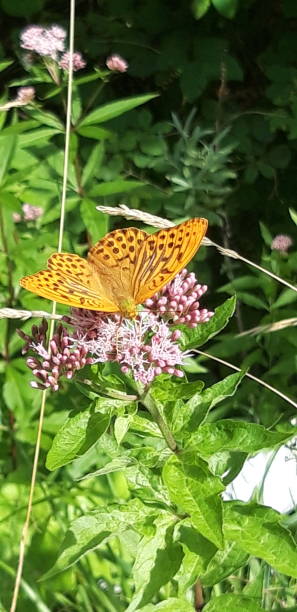 istock Butterfly on a flower 1313269827