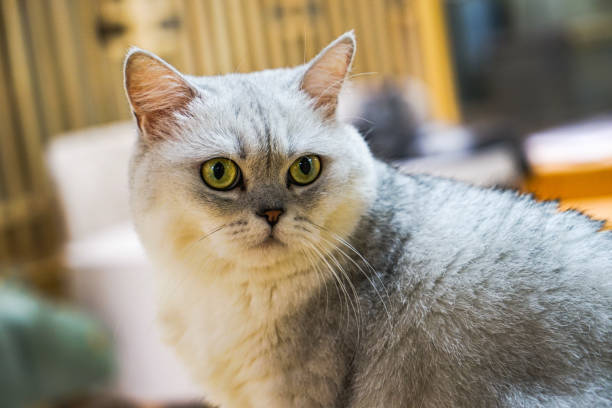 istock British shorthair cat 1313270270