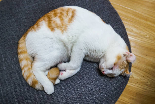 Curly cat resting in the cattery