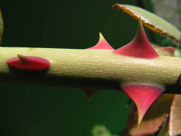 roses branch with thorn rosa - rosaceae
