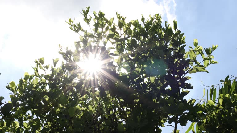 Backlit with green leaves, the wind was blowing.