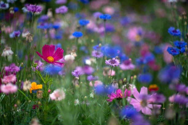 istock vibrant wildflower medow 1313271446