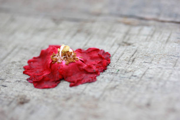 Withered red rose on the wooden table.