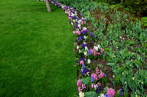 hyacinths bloom on the edge of a snowy lawn in a flowerbed in the undergrowth of trees near the lawn forming a color line of pink blue purple. the lawn is separated from the path by a low metal fence, hyacynth, quercus robur, tulipa