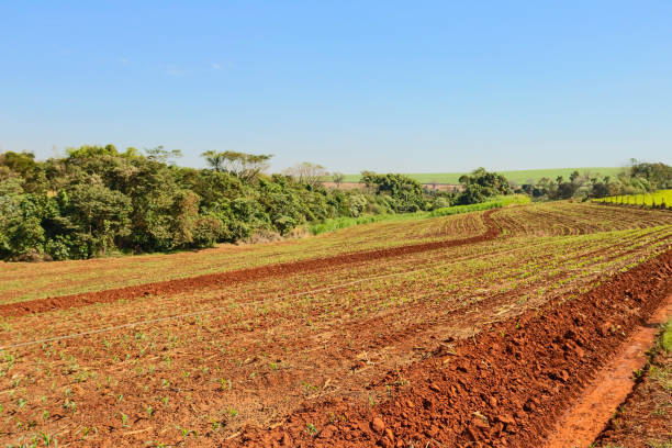 istock Farm coffee plantation on a sunny day concept image 1313272966