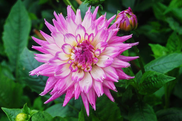 istock Macro shot of a brightly colored dahlia. 1313274120