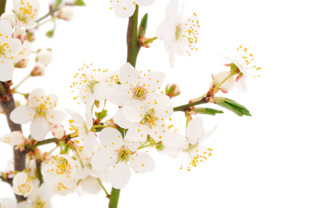 istock Flowering branch of cherry. 1313274123