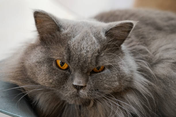 istock British longhair pet cat 1313274227