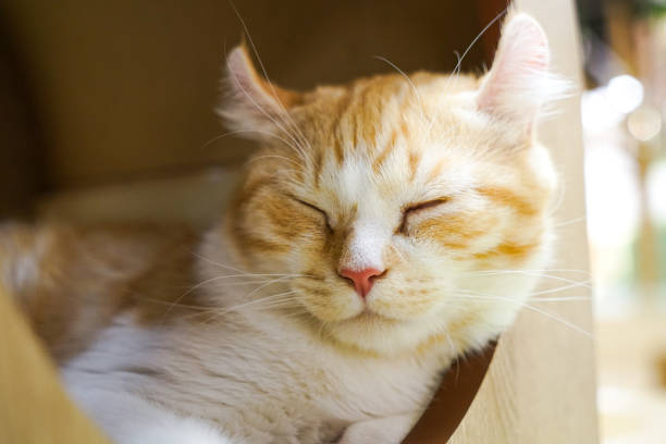 istock Curly cat resting in the cattery 1313274320